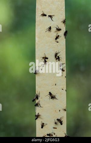 Dead flies stuck to a sticky fly paper trap Stock Photo - Alamy
