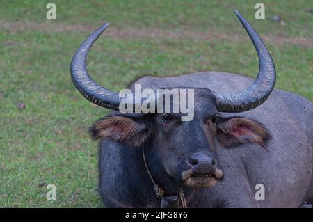 A water buffalo with enormous backward-curving, crescent-shaped horns on a field Stock Photo