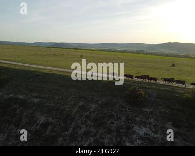 AERIAL: Flying over a small herd of cattle cows walking uniformly down farm road on the hill. Black, brown and spotted cows. Top down view of the Stock Photo