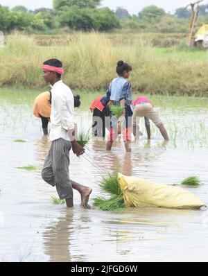 Indian women in a paddy field Andhra Pradesh South India Stock Photo ...