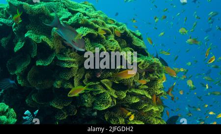 School of Lyretail Anthias or Sea Goldie (Pseudanthias squamipinnis) swims near Lettuce coral or Yellow Scroll Coral (Turbinaria reniformis). Red sea, Stock Photo