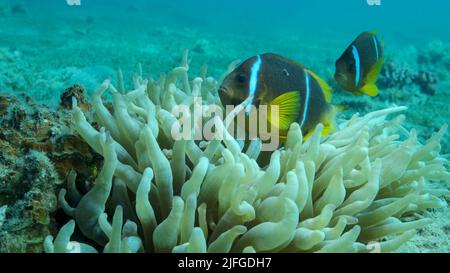 Pair Clownfish with baby and school of Damsel fish swims on Anemone. Red Sea Anemonefish (Amphiprion bicinctus) and Domino Damsel fishes (Dascyllus tr Stock Photo