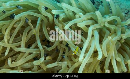 Baby Clownfish and school of Damsel fish swims on Bubble Anemone. Red Sea Anemonefish (Amphiprion bicinctus) and Domino Damsel fishes (Dascyllus trima Stock Photo
