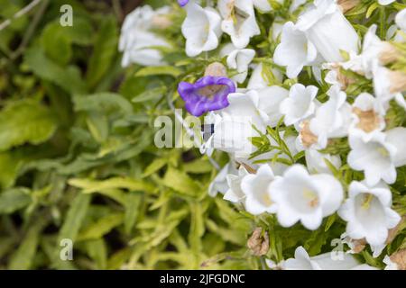 A big blue wood bee, Xylocopa violacea, searches for pollen in a bellflower Stock Photo