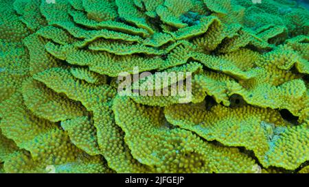 Details of the Lettuce coral or Yellow Scroll Coral (Turbinaria reniformis). Close-up of coral. Red sea, Egypt Stock Photo