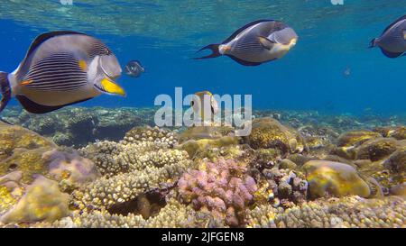 School of Surgeonfish swimming above top of coral reef in sun rays. Red Sea Clown Surgeon (Acanthurus sohal).Red sea, Egypt Stock Photo