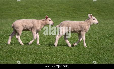 Two young lambs walking across a field  in Yorkshire on a sunny day Stock Photo