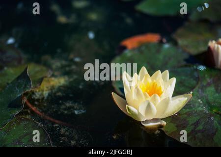 White water lily flower. Sacred Lotus Nelumbo nucifera blossom in a pond. Stock Photo