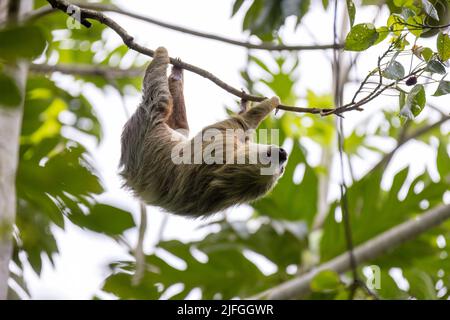 A beautiful shot of a sloth hanging from a branch of a tree in a forest Stock Photo
