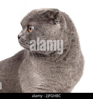 British gray cat portrait isolated on the white background Stock Photo