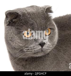 British gray cat beautiful isolated on the white background Stock Photo