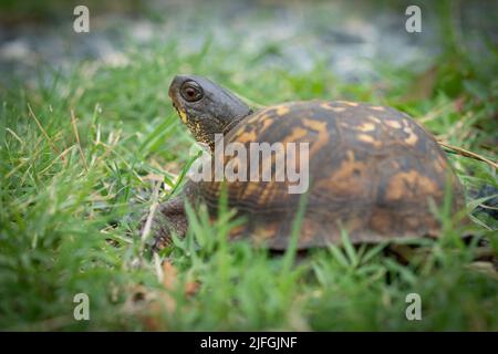 A male box turtle moving through the grass. Stock Photo