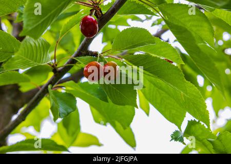 Close up view of cherry tree with red berries on branches. Sweden. Stock Photo