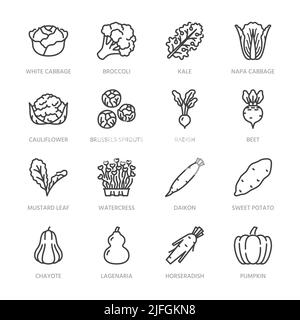 Cabbage vegetables flat line icons set. Kale, broccoli, cauliflower, brussels sprouts, radish daikon beetroot vector illustrations. Outline pictogram Stock Vector