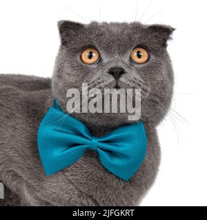 Blue grey british cat beautiful isolated on the white background Stock Photo
