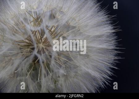 Big beautiful white fluffy dandelion isolated on black background. Stock Photo