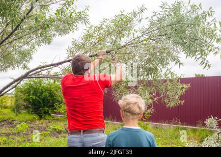 Father and son are working in the garden. A man saws off a branch on a tree. Spring tree pruning. Stock Photo