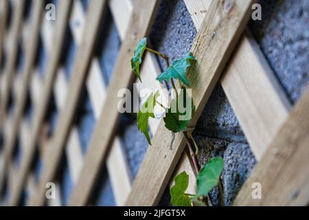 Boston ivy growing on lattice. Stock Photo