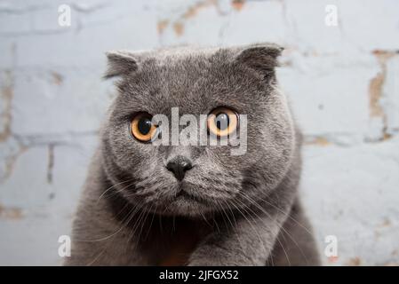 Blue grey british cat beautiful on the wall background Stock Photo