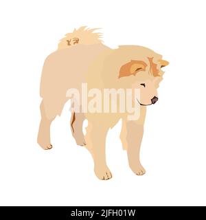 Cream chow chow dog breed. Purebred pet dog animal, vector illustration Stock Vector