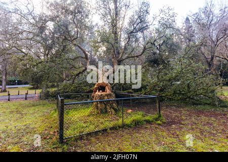 Anti Establishment Tree Vandalism in Melbourne Australia Stock Photo