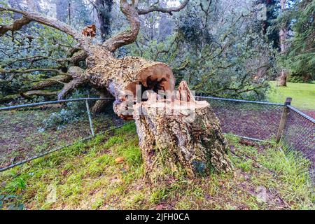 Anti Establishment Tree Vandalism in Melbourne Australia Stock Photo