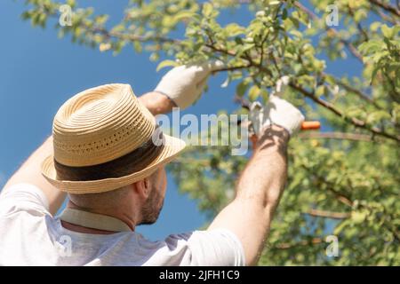 Bearded gardener wearing in gloves and straw hat pruning a branch of ill tree. Bottom back view. In the background is a sky. Closeup. Gardening and fa Stock Photo
