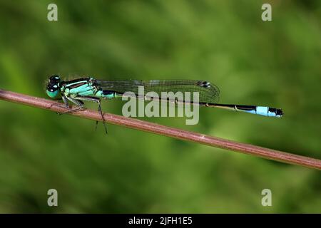 Blue-tailed Damselfly Ischnura elegans Stock Photo