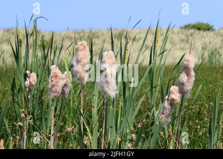 Common Bulrush (Typha latifolia) Stock Photo