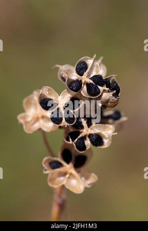 Spring Squill Scilla verna - seeds Stock Photo