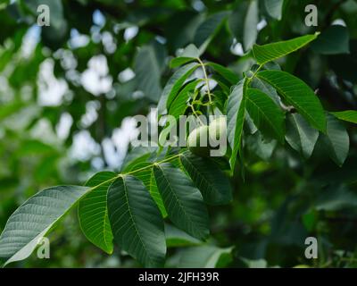 Unripe walnuts growing on a walnut tree. Close up. Stock Photo