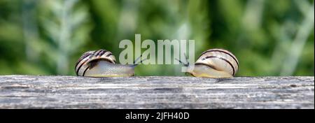 Land snail on a tree trunk, close up view. Mediterranean white garden snails moving slowly approaching each other, blur green nature background. Stock Photo