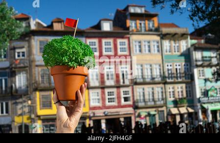 Hand with Manjerico plant against Porto downtown Stock Photo