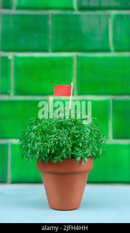 Manjerico plant with flag against green tile Stock Photo