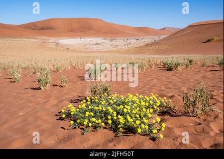 yellow flowers in Deadvlei, Namib-Naukluft National Park, Namibia, Africa. Stock Photo