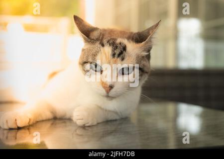 Cat in brown and white colors. The tired cat is sleeping. Street cat. Cute cat is lying on a table. Selective focus. Stock Photo