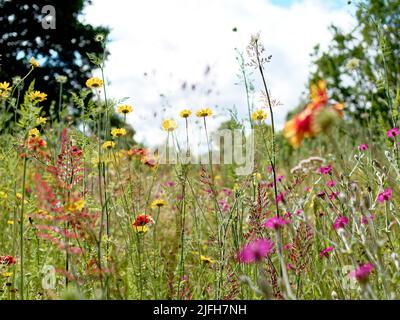 Wildflower Meadow, Harris Garden, University of Reading, Reading, Berkshire, England, UK, GB. Stock Photo
