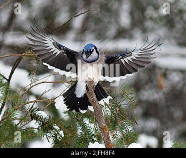 Premium AI Image  A blue jay is flying in the air with its wings spread.