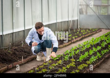 Portrait of handsome agricultural researcher working on research at plantation in industrial greenhouse Stock Photo