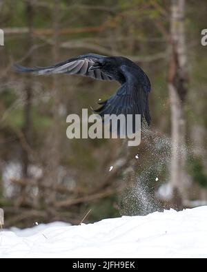 Raven bird flying in the winter season with a blur background in its environment and habitat displaying spread wings, black feather plumage. Crow. Stock Photo