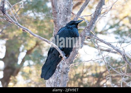 Raven perched on tree branch displaying black feather plumage, tail, beak, eye with a blur background in its environment and habitat surrounding. Crow Stock Photo