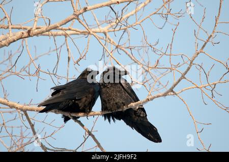 Raven bird couple perched close-up profile view with a blue sky background in its habitat and environment displaying their black feather plumage, beak Stock Photo