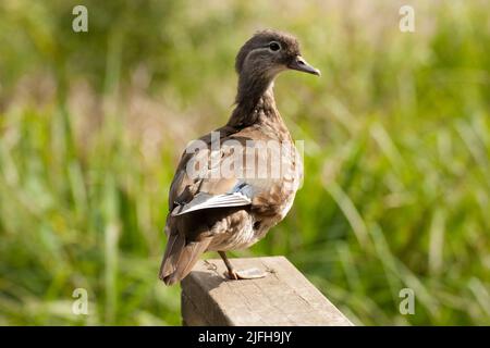 Mallard duck Strawberry Pond Epping Forest Essex England Stock Photo