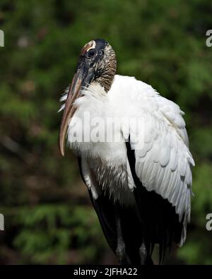 Wood Stork close up displaying its body, head, beak,eye, plumage, black and white colour with a blur green background  in its environment. Stock Photo