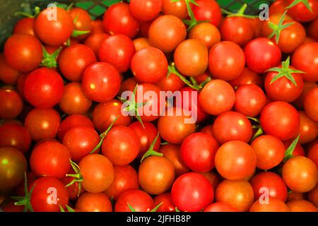 Doha, Mexico City, Qatar. 3rd July, 2022. July 3, 2022, Doha, Qatar: Freshly harvested tomatoes are seen piled up during the harvest season in the greenhouse area. on July, 3, 2022 in Doha, Qatar. (Credit Image: © Sidhik Keerantakath/eyepix via ZUMA Press Wire) Stock Photo