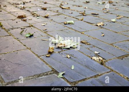 Detail of fallen autumn leaves on the ground, season of the year Stock Photo