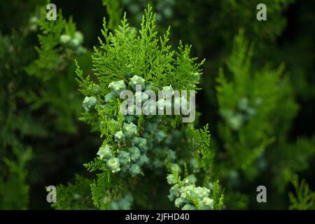 Close up thuja branch with many little green cones on blur background. Arborvitae green branches Stock Photo