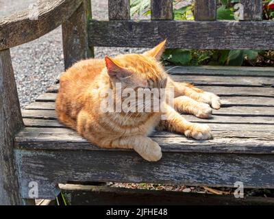 Ginger cat resting on a wooden park bench Stock Photo
