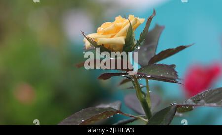 most beautiful flower Stock Photo