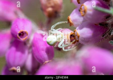 A white flower crab spider (Misumena vatia) on cross-leaved heath heather (Erica tetralix), England, UK Stock Photo